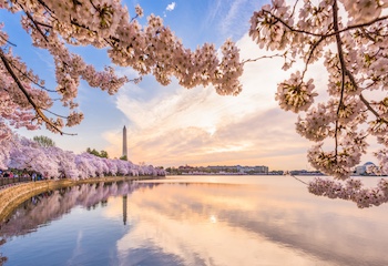 Washington_DC_Cherry_Blossoms